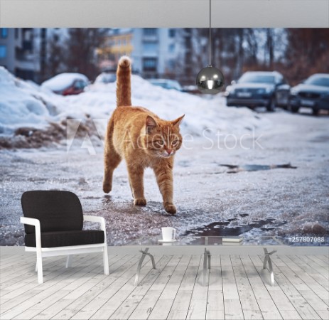 Afbeeldingen van Fiery-red cat walks on wet asphalt and puddles on the background of the usual urban landscape